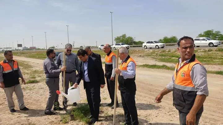 کاشت نهال در حاشیه راه‌های استان بوشهر آغاز شد